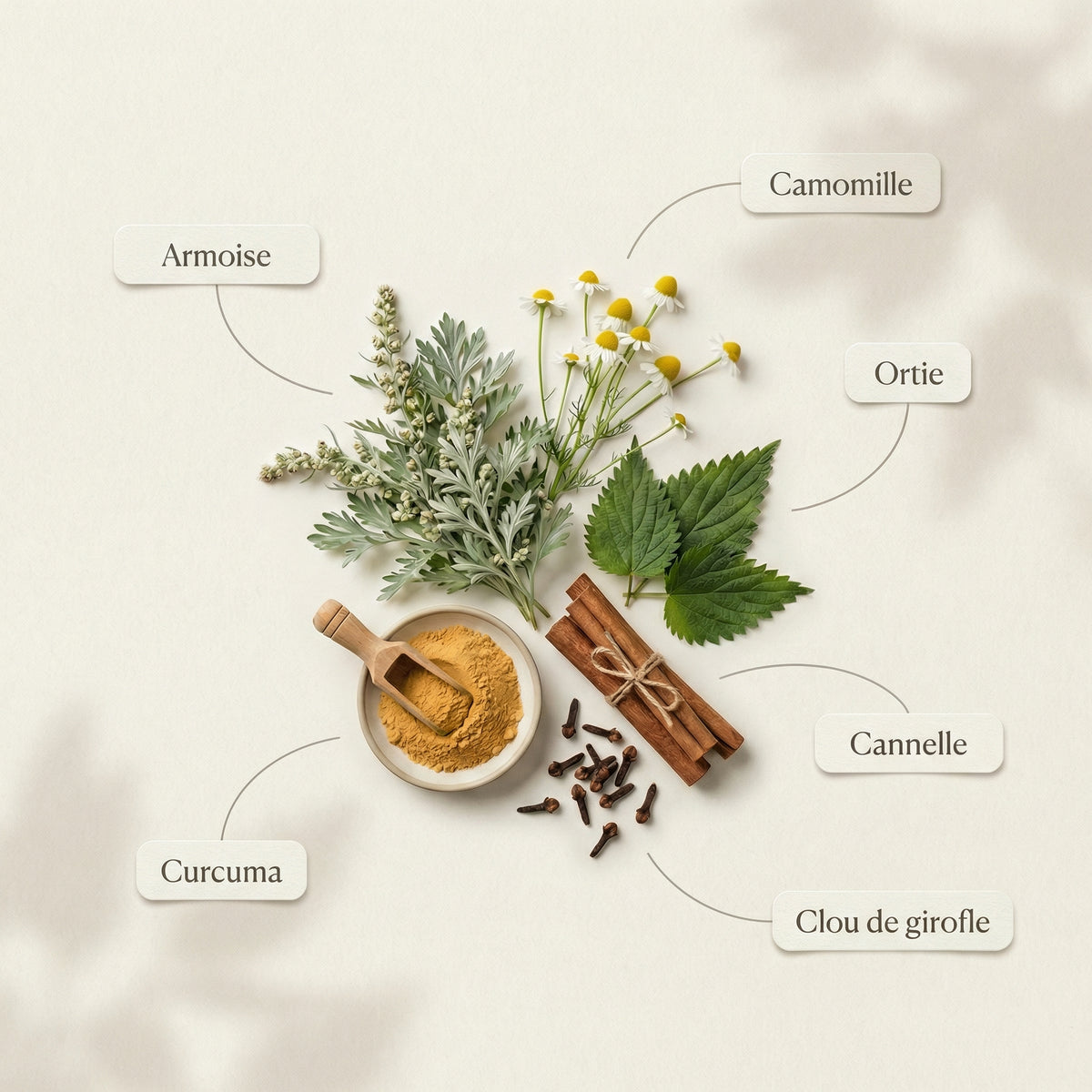 A styled flat-lay of herbal ingredients on a warm off-white background with soft shadows. Visible elements include a small bowl of yellow turmeric powder with a wooden scoop, cinnamon sticks tied with string, cloves, chamomile flowers, green leaves, and labeled callouts in French pointing to Armoise, Camomille, Ortie, Curcuma, Cannelle, and Clou de girofle.
